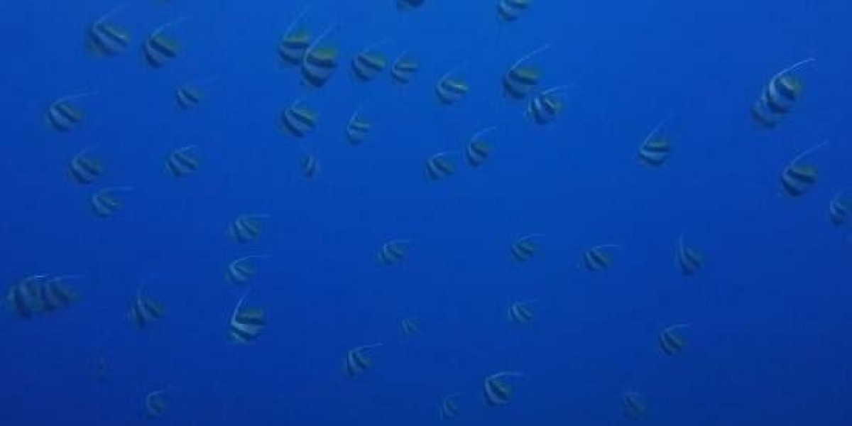 NFF Denies Contact with Herve Renard for Super Eagles Coaching Job