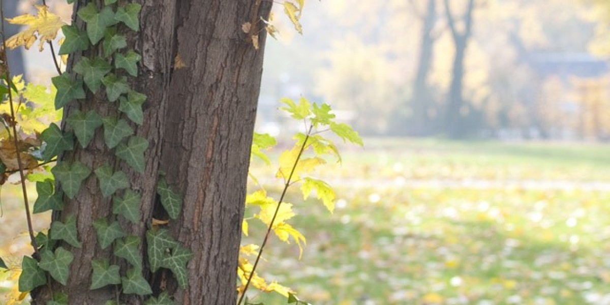 Aussie Casino Games Play Pokies with Quickie Boost Bonuses Top Slots 2025 FairGoPlus Hidden Coupons