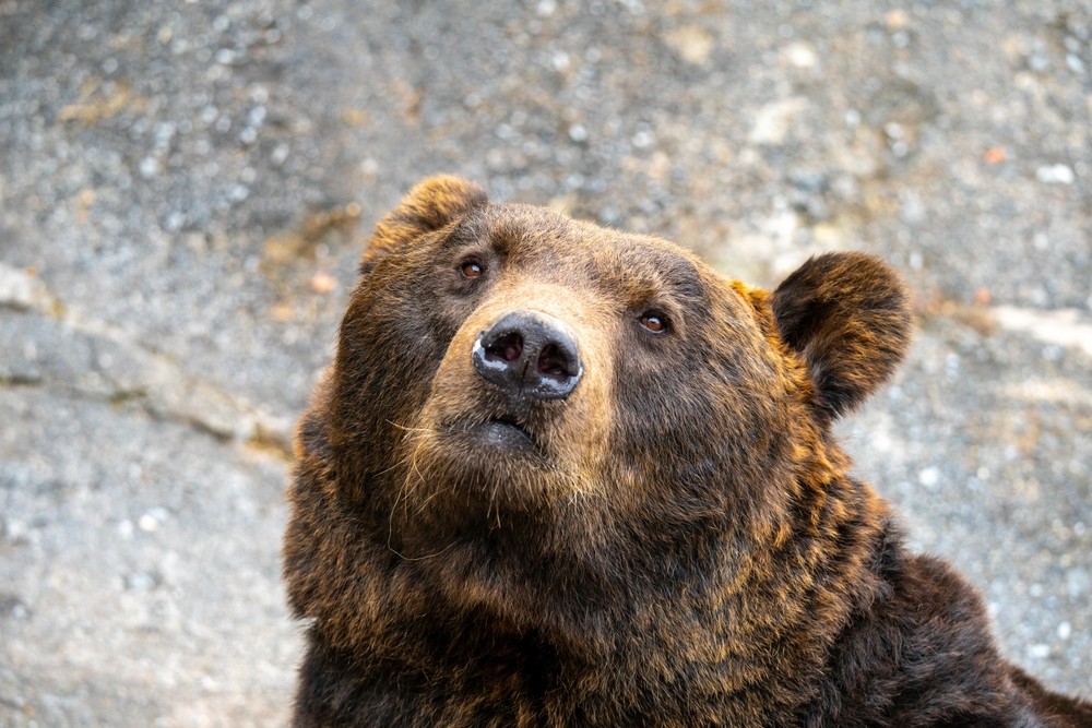 Alex Ivanov Profile Picture