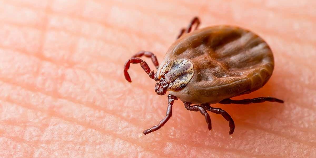 Safe Pest Control Treatments for Families in Abu Dhabi