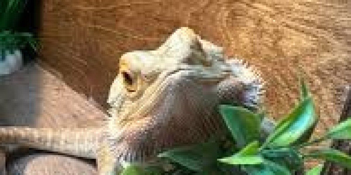 Can Bearded Dragons Eat Green Beans Safely?
