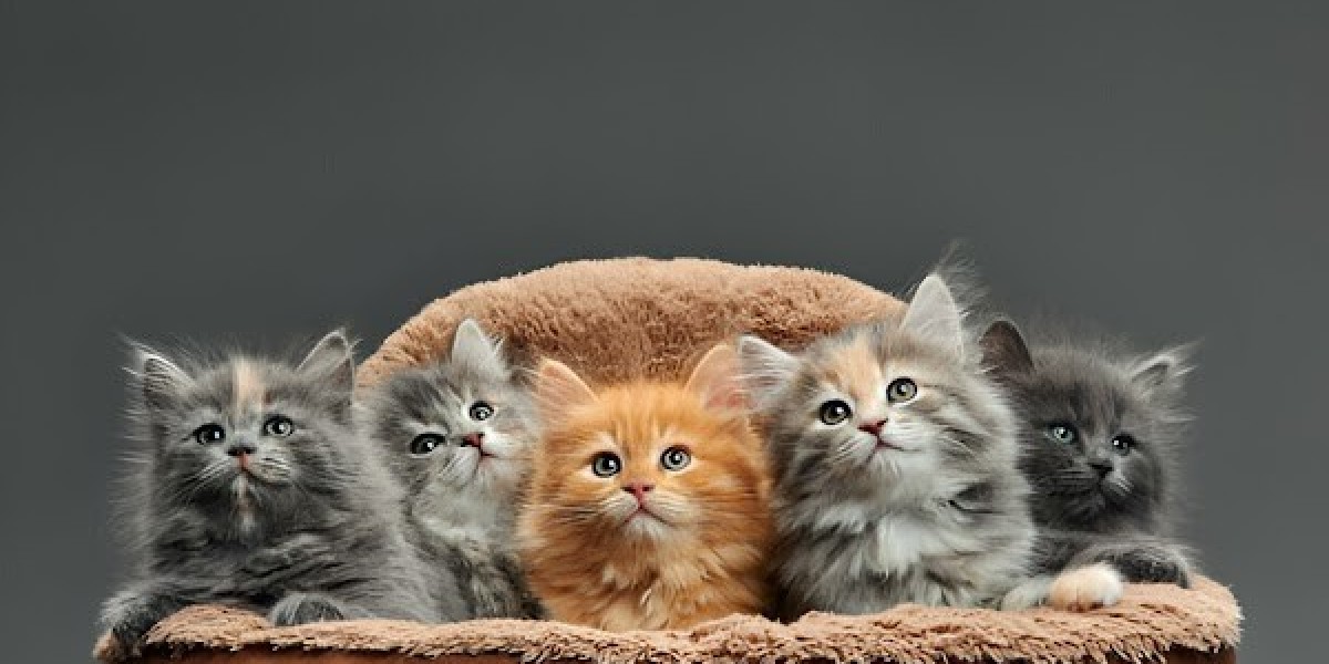 Doll Face Persian Kittens for Sale – Pure & Healthy at Khan Kittens
