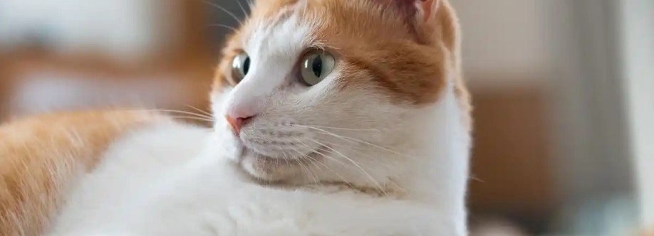 Magic Cat Mesh Cover Image