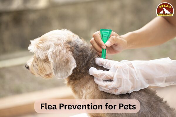 How to Tell If Your Dog Has Fleas (Early Warning Signs) - Quotes