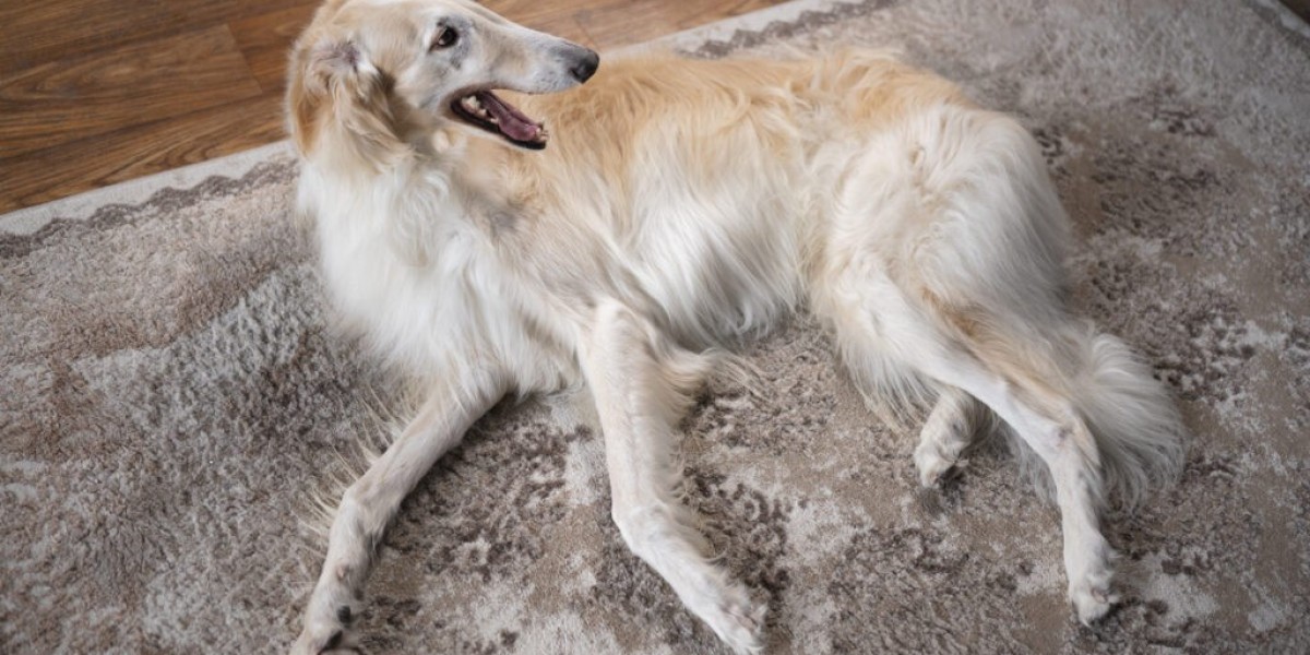 Early Signs of Pneumonia in Dogs Every Owner Should Watch For