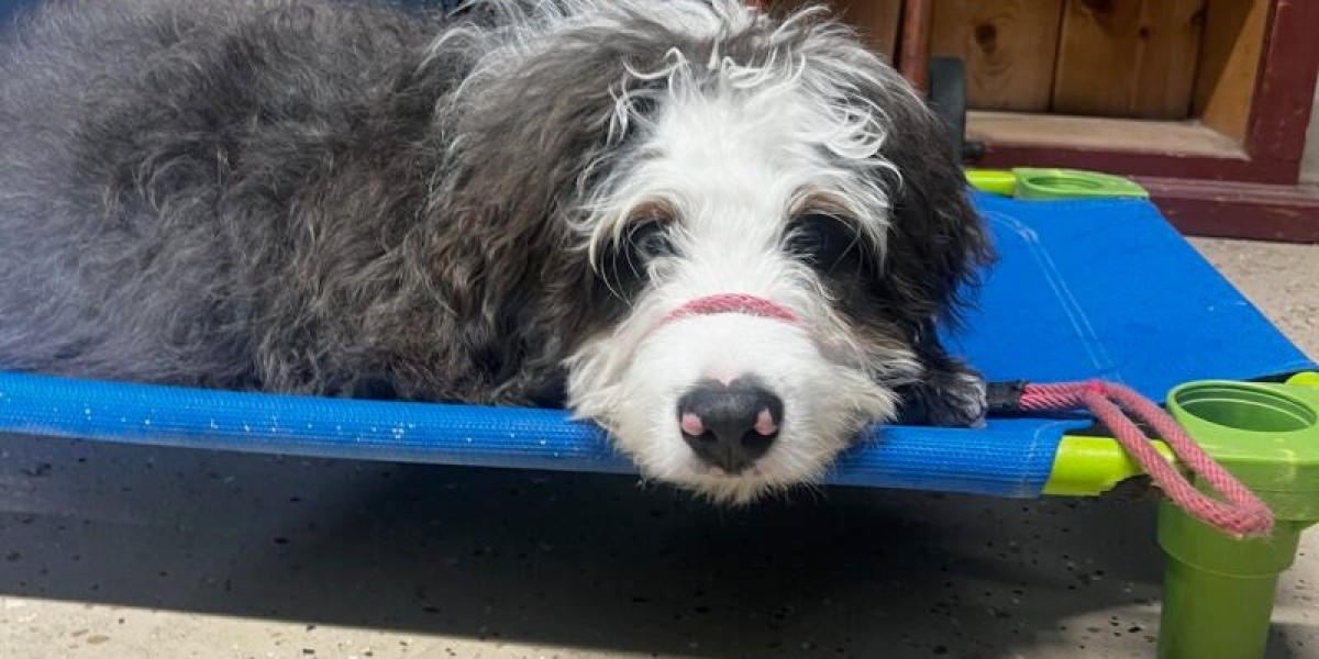 How Training a Dog Early Makes a Big Difference in Their Behavior Later