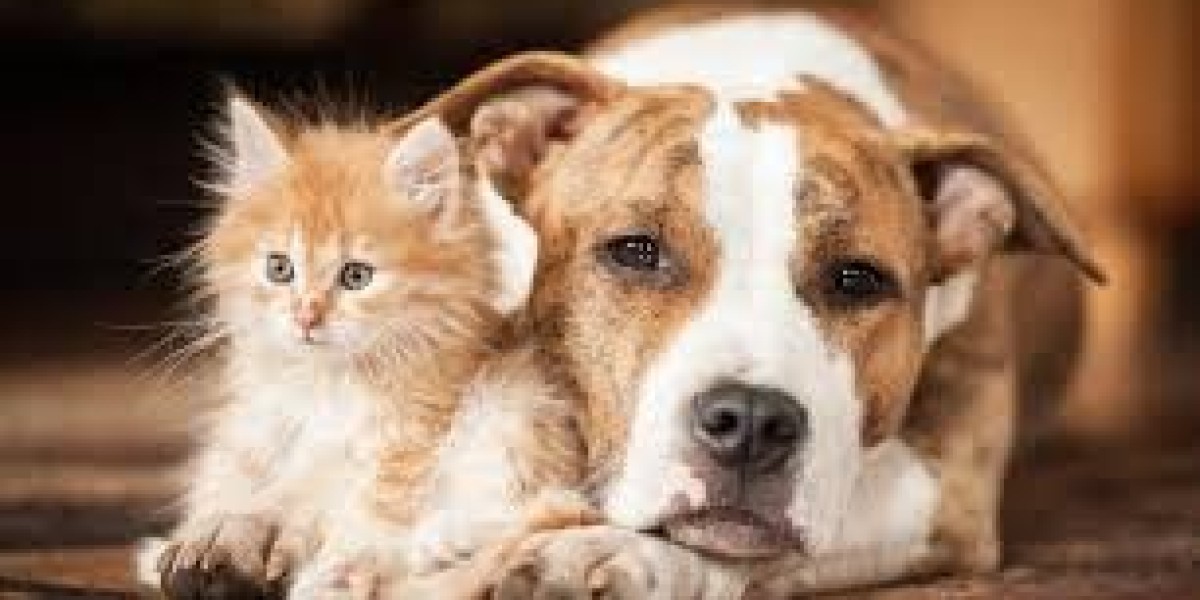 Healthy Weight for Dogs: Why It Matters and How to Maintain It